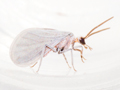 Coniopteryx tineiformis